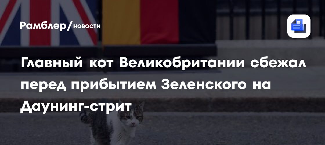 Главный кот Великобритании сбежал перед прибытием Зеленского на Даунинг-стрит