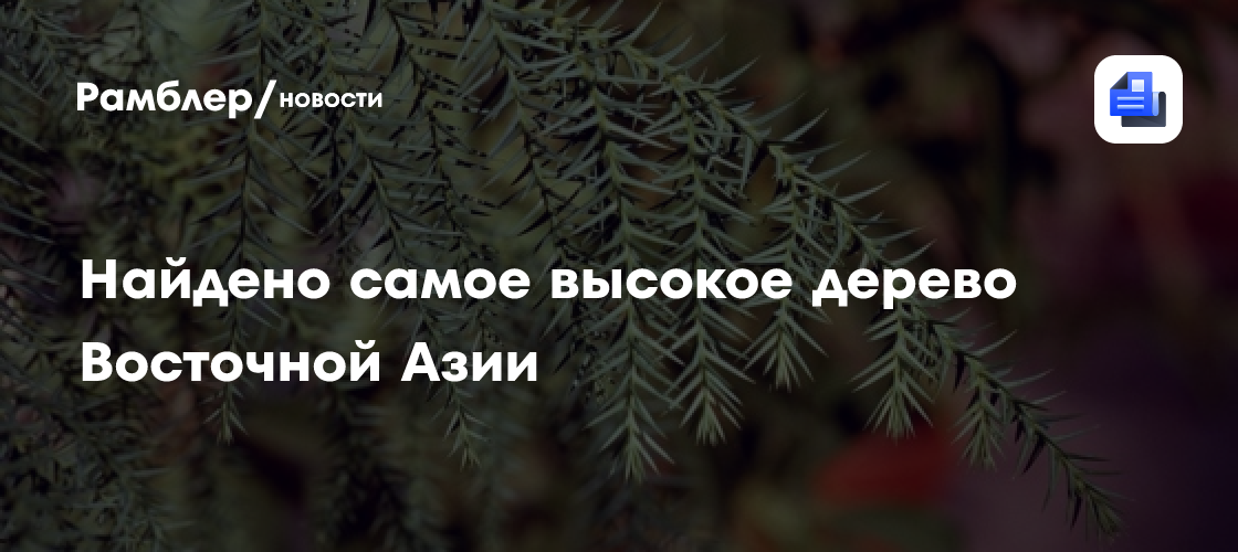 Найдено самое высокое дерево Восточной Азии