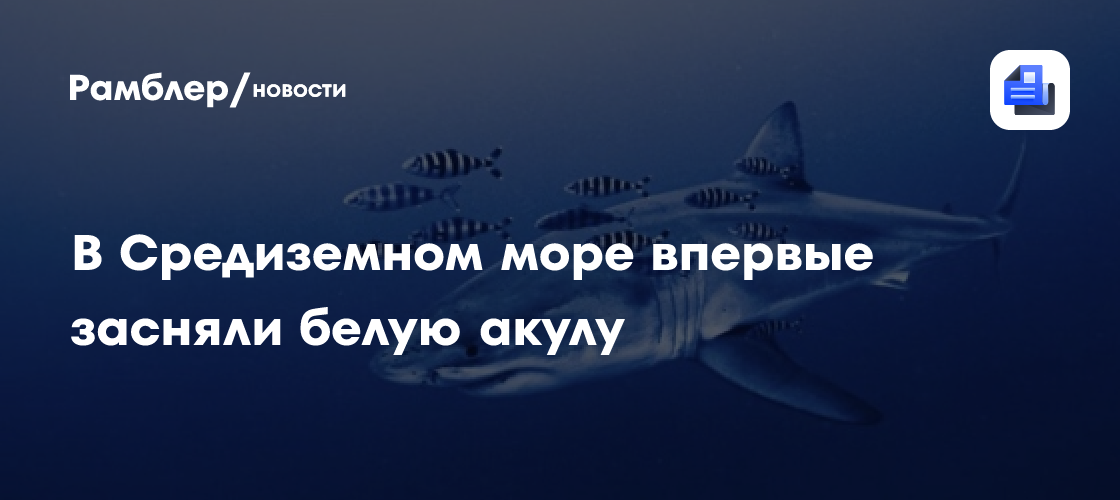В Средиземном море впервые засняли белую акулу