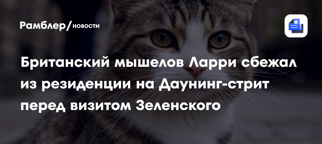 Британский мышелов Ларри сбежал из резиденции на Даунинг-стрит перед визитом Зеленского