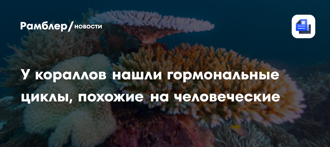 У кораллов нашли гормональные циклы, похожие на человеческие