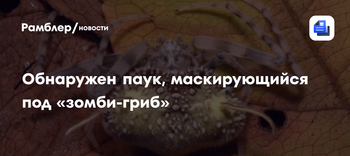 В джунглях Амазонки обнаружен паук, маскирующийся под «зомби-гриб»