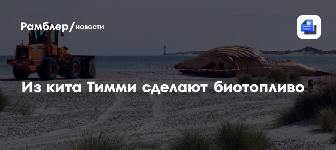 Из выброшенного на берег кита в Дании сделают топливо и цемент