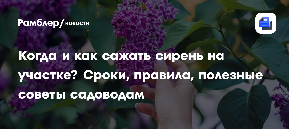 Когда и как сажать сирень на участке? Сроки, правила, полезные советы садоводам