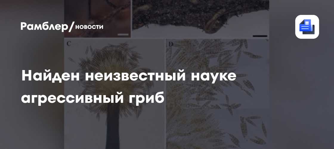 Неизвестный науке агрессивный гриб нашли в Сихотэ-Алинском заповеднике