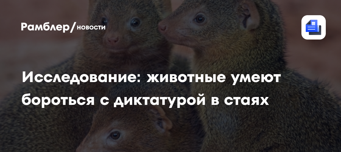 Биологи обнаружили: животные умеют бороться с диктатурой в стаях