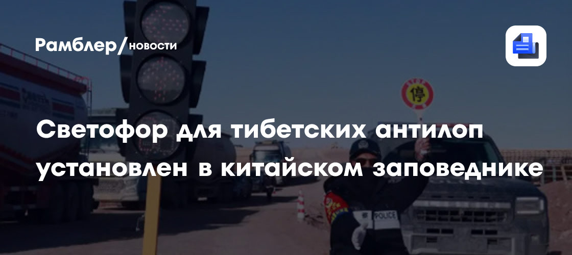Светофор для тибетских антилоп установлен в китайском заповеднике