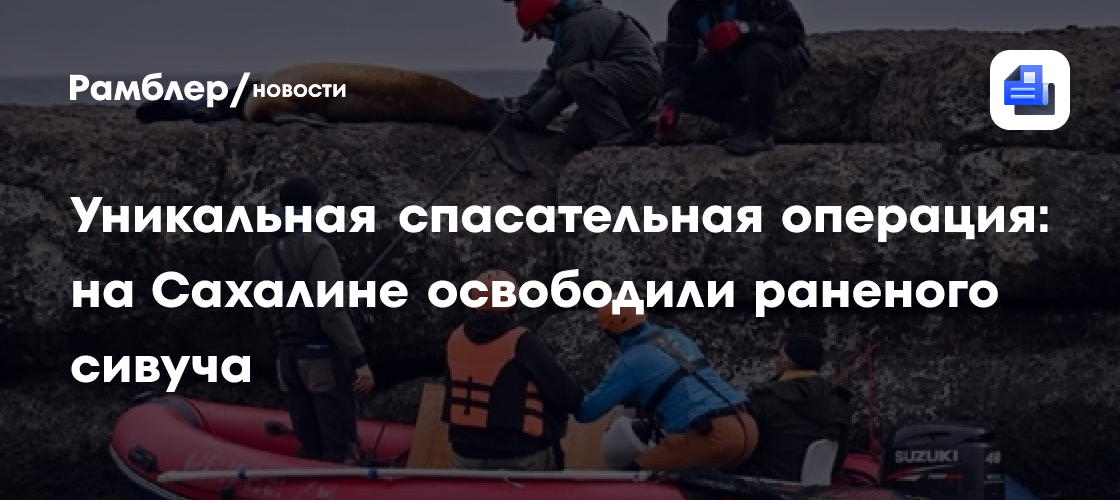 Уникальная спасательная операция: на Сахалине освободили раненого сивуча