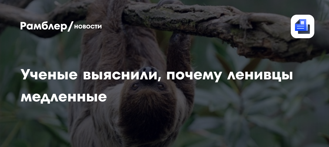Британские ученые выяснили, почему ленивцы медленные