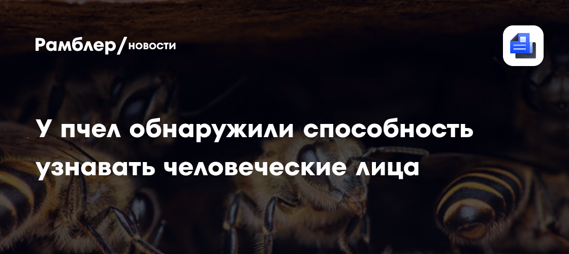 У пчел обнаружили способность узнавать человеческие лица
