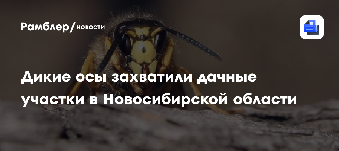 Дикие осы захватили дачные участки в Новосибирской области