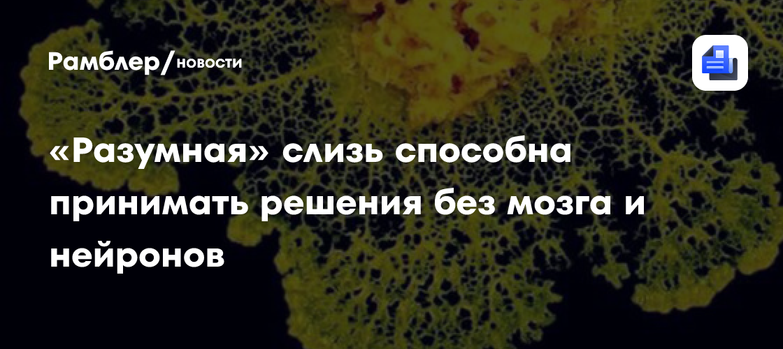 PRX Life: движением слизевика управляет физика жидкости, а не интеллект
