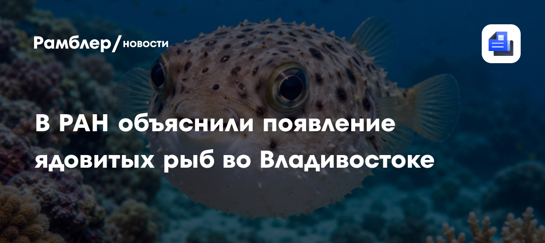 В ДВО РАН объяснили появления ядовитых рыб фугу в акватории Владивостока