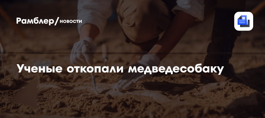 Неизвестный вид древней медведесобаки нашли при раскопках в Барселоне