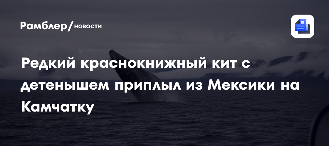 Редкий краснокнижный кит с детенышем приплыл из Мексики на Камчатку