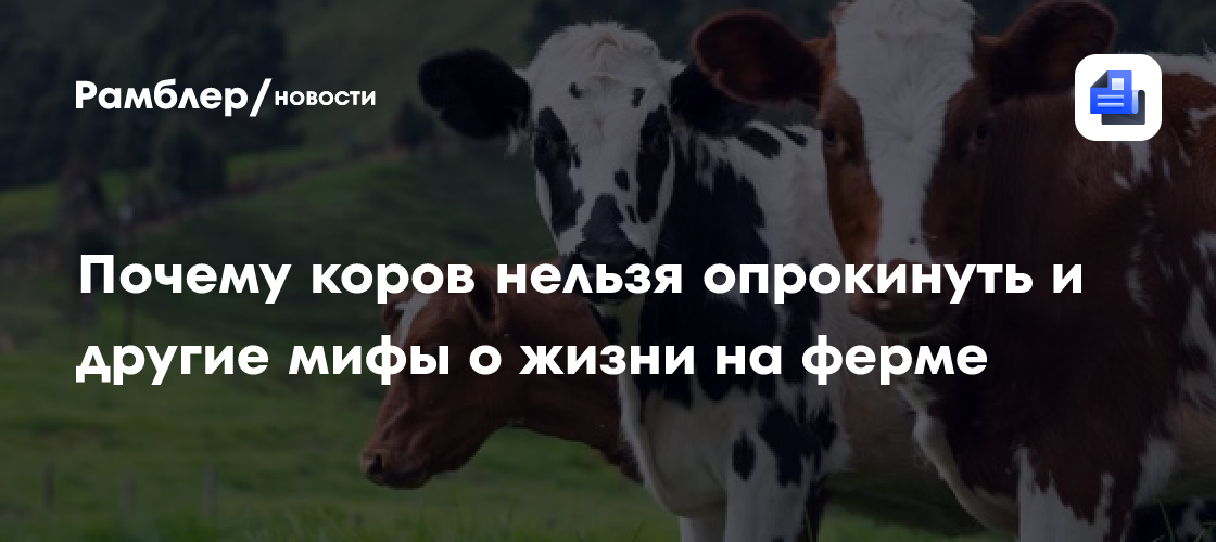 Почему коров нельзя опрокинуть и другие мифы о жизни на ферме