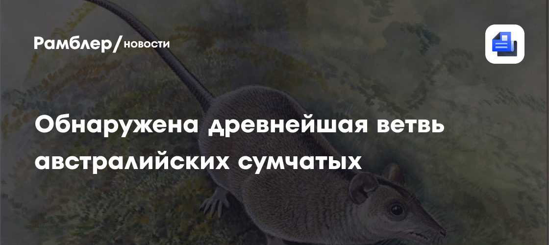 Обнаружена новая древнейшая ветвь австралийских сумчатых