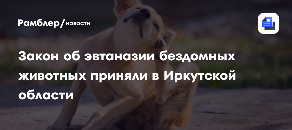Закон об эвтаназии бездомных животных приняли в Иркутской области