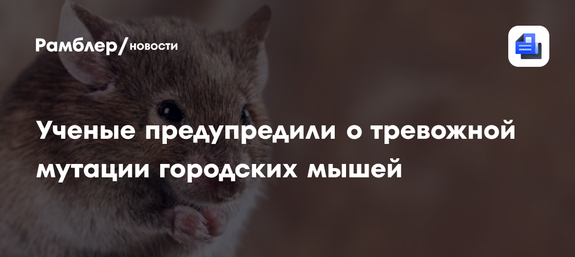 Ученые: городские мыши мутировали под воздействием ядов