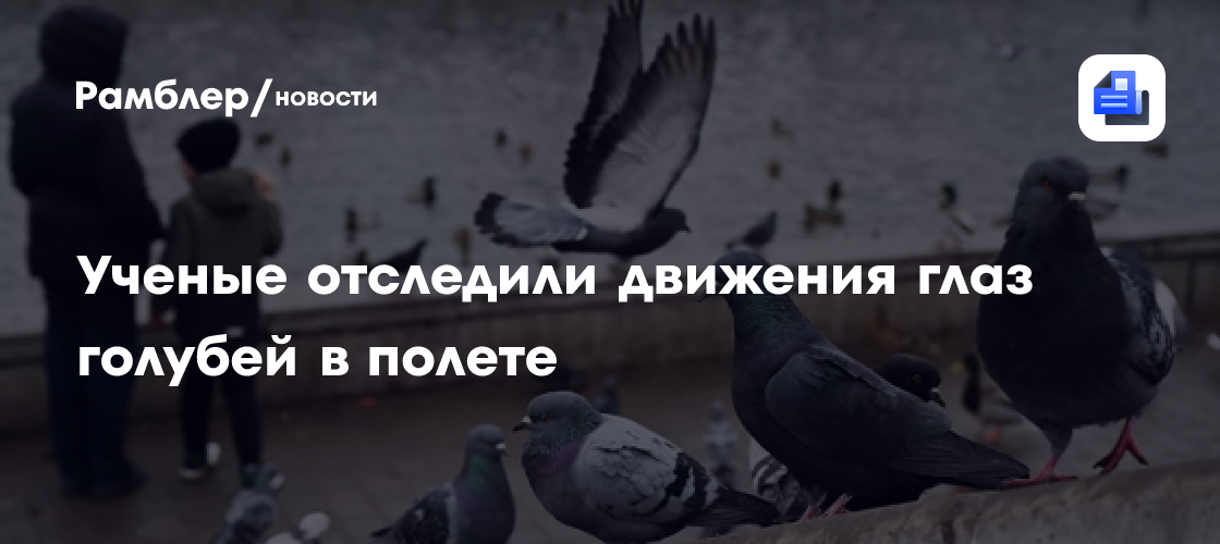 New Scientist: Ученые впервые отследили движения глаз голубей в полете