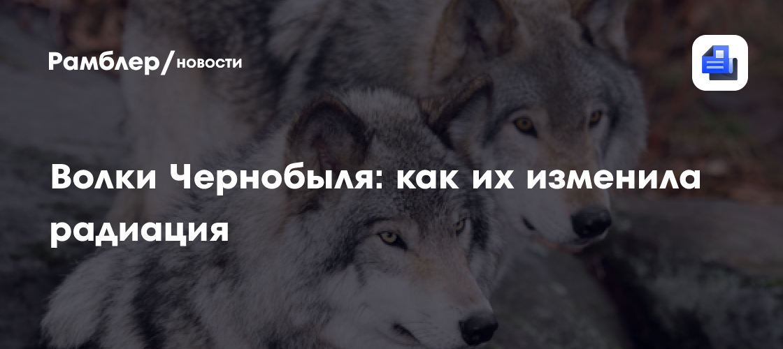 Волки Чернобыля: как на них повлияла радиация