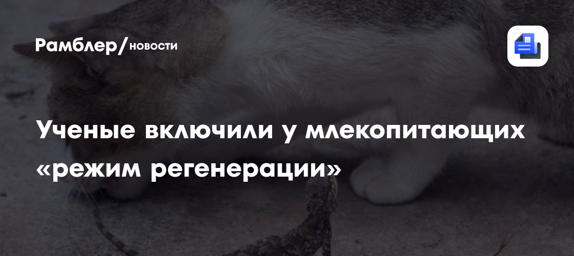 Ученые включили у млекопитающих «режим регенерации», который считался утраченным
