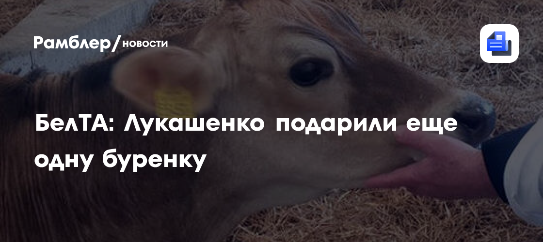 Лукашенко подарили телочку
