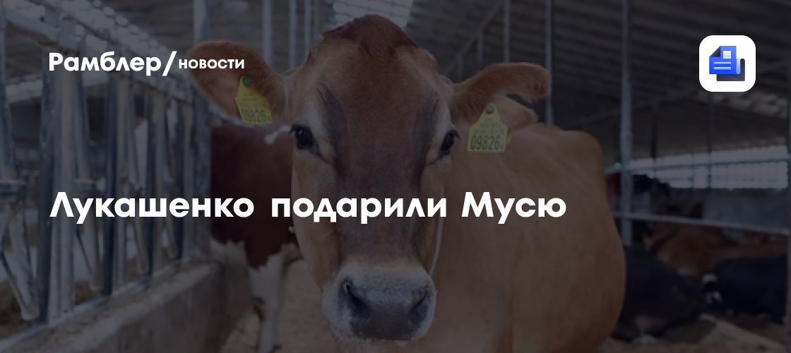 Президенту Беларуси подарили рыжую буренку Мусю