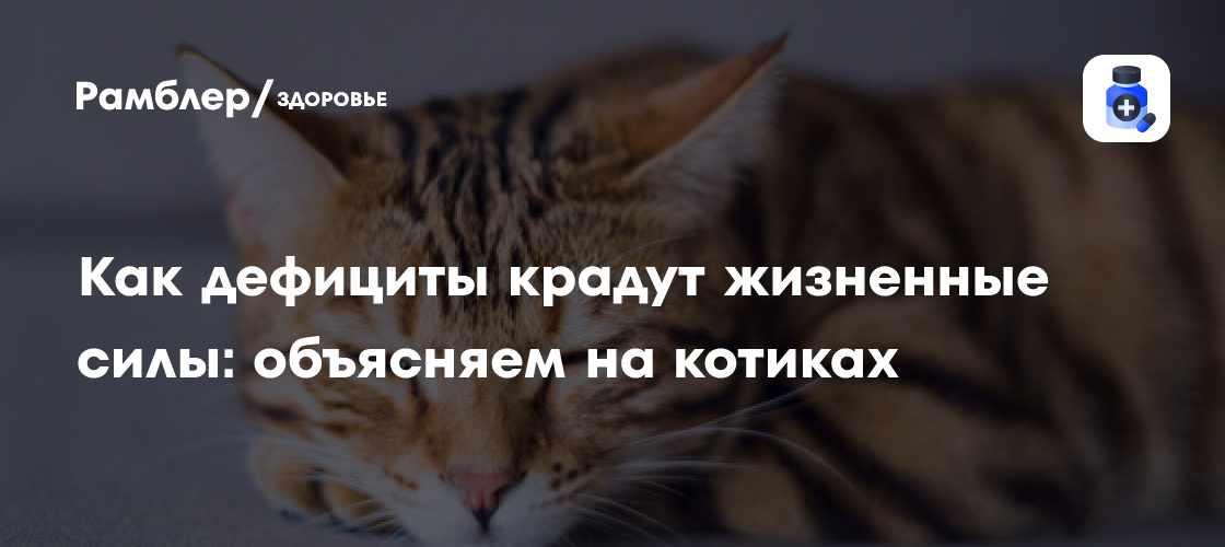Жить вполсилы: как дефициты крадут энергию — рассказываем на примере котиков