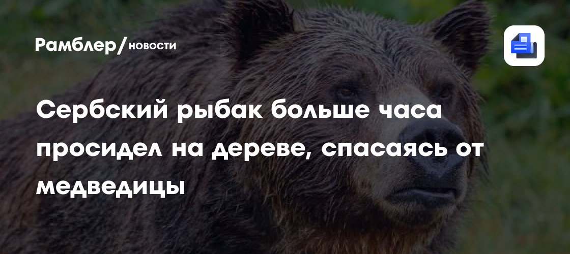 Prva TV: сербский рыбак больше часа просидел на дереве, спасаясь от медведицы