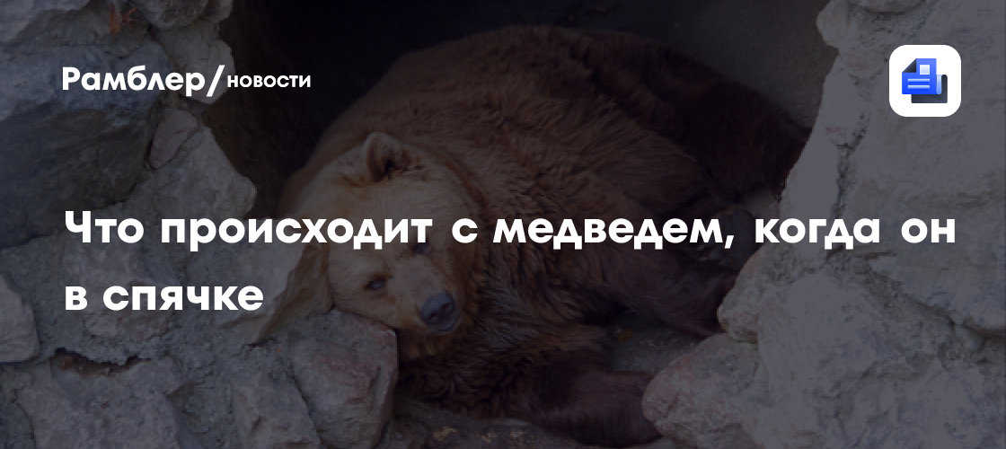Медведь в спячке: что происходит с организмом без еды и воды