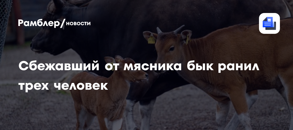 Сбежавший от мясника бык ранил трех человек