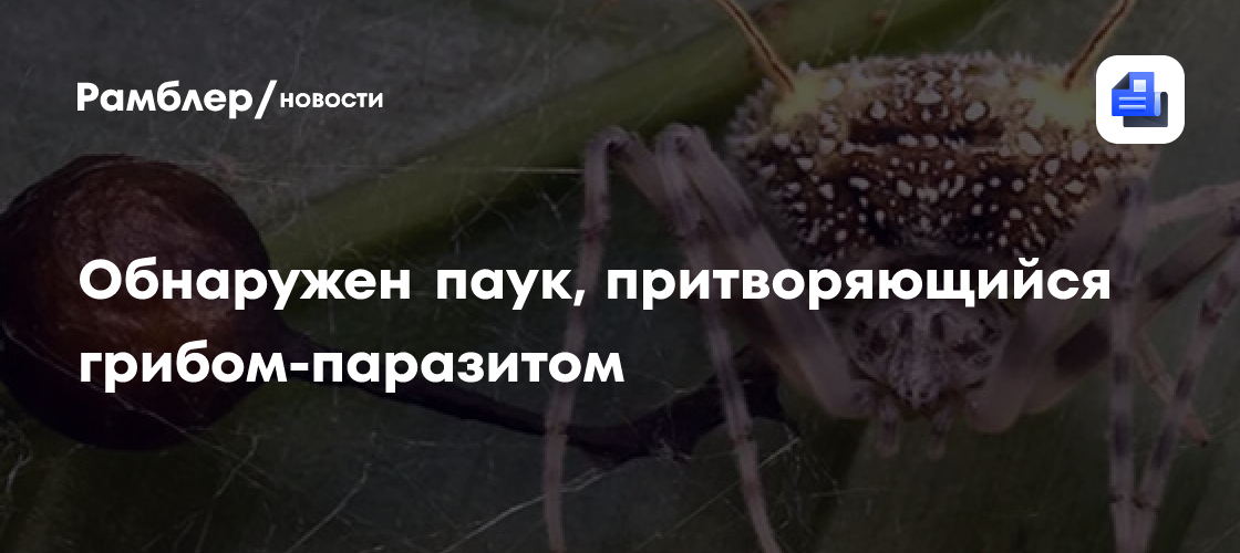 Zootaxa: ученые обнаружили паука, притворяющегося грибом-паразитом