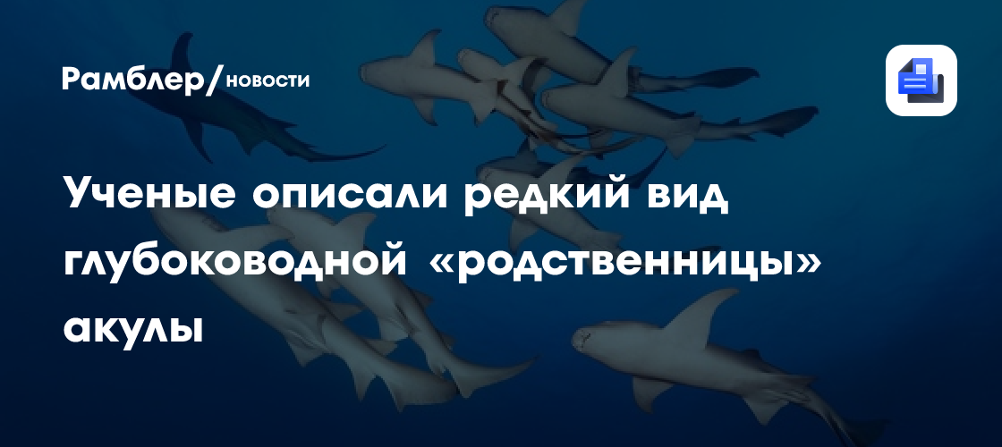Ученые описали редкий вид глубоководной «родственницы» акулы