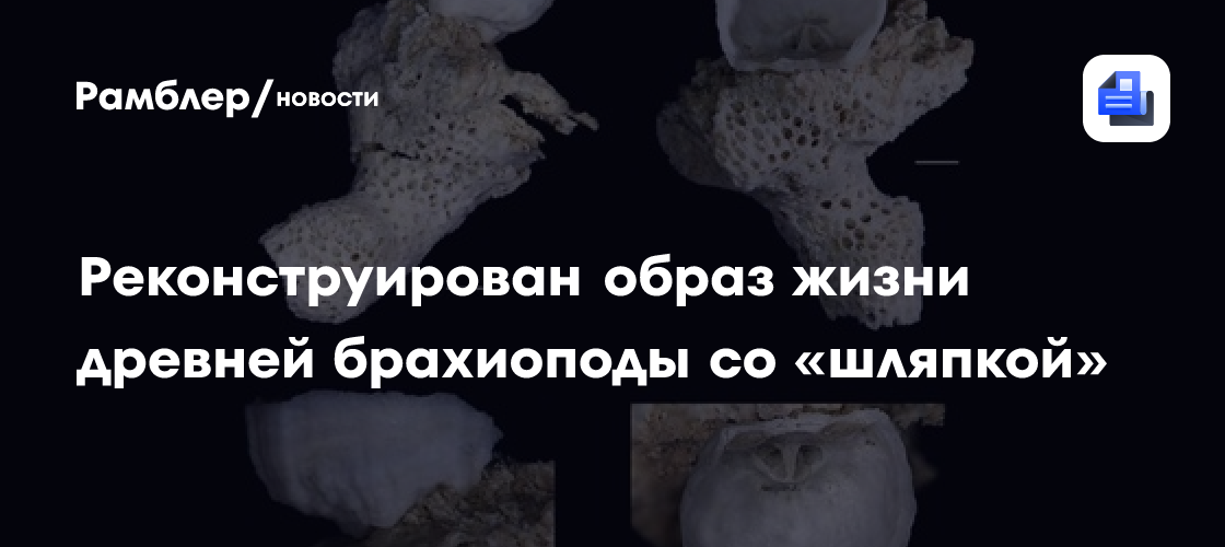 Палеонтологи реконструировали образ жизни древней брахиоподы со «шляпкой»