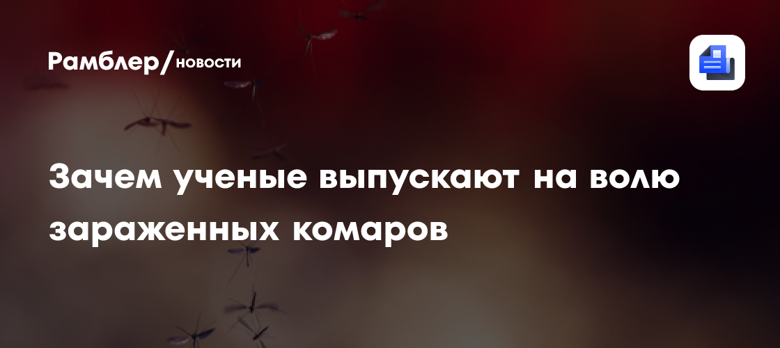 Лихорадка денге: зачем ученые выпускают на волю зараженных комаров