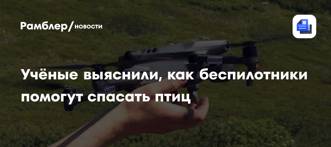 Учёные выяснили, как беспилотники помогут спасать птиц