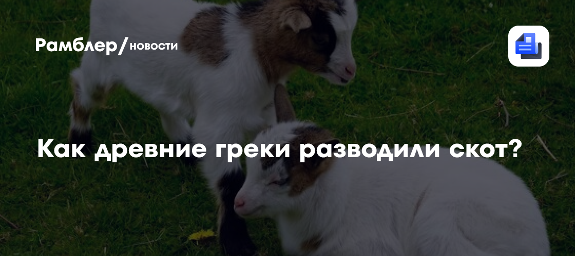 Как древние греки разводили скот?