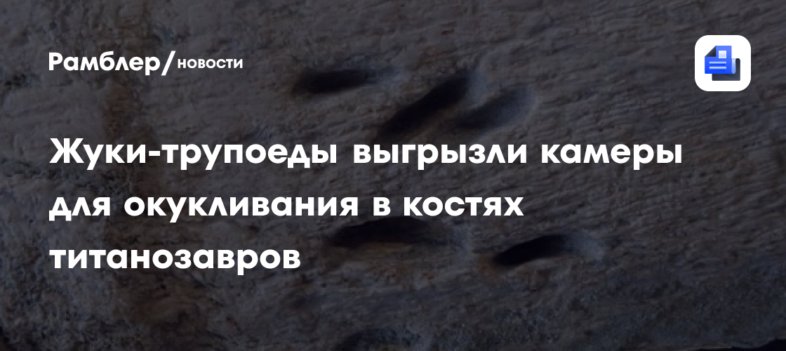 Жуки-трупоеды выгрызли камеры для окукливания в костях титанозавров
