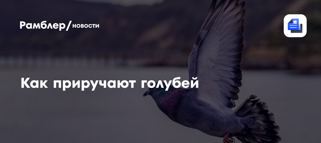 Как приручают голубей