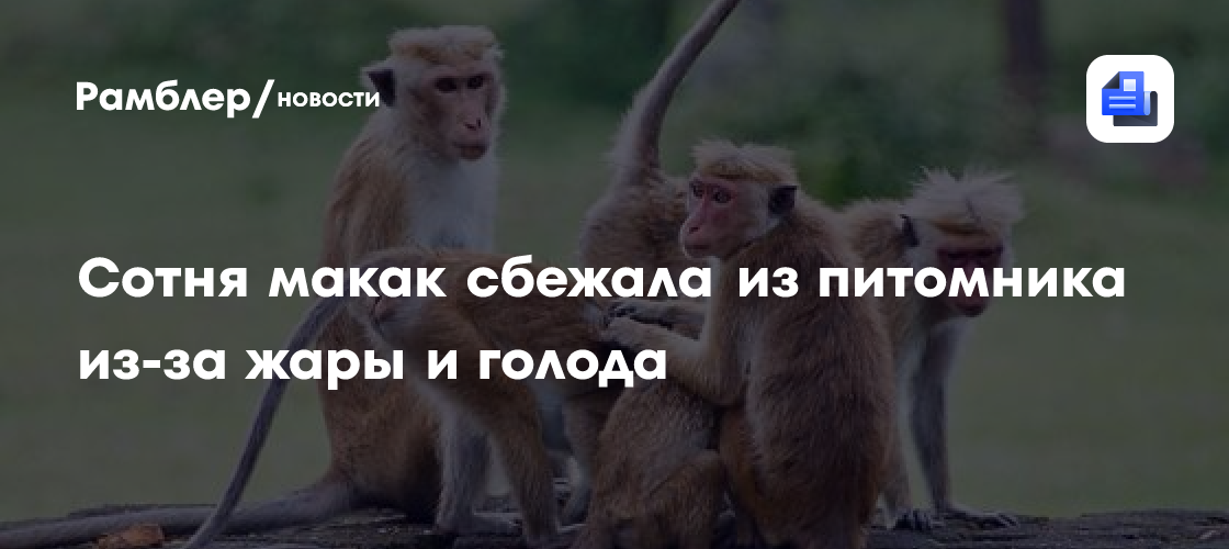 Сотня макак сбежала из питомника из-за жары и голода
