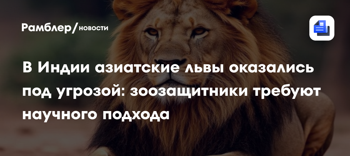В Индии азиатские львы оказались под угрозой: зоозащитники требуют научного подхода