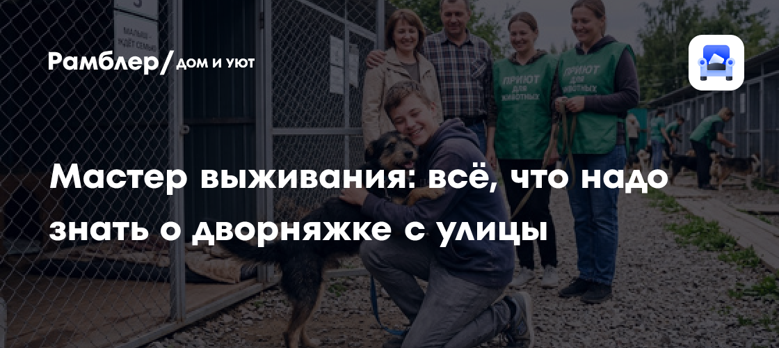 Особенности содержания беспородных собак: характер, здоровье и воспитание