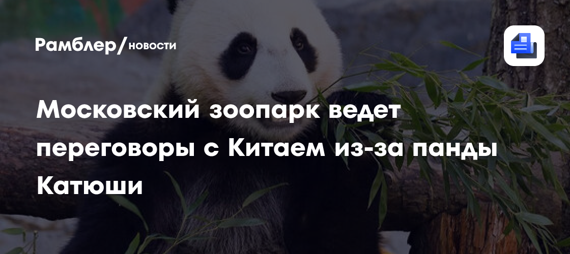 Московский зоопарк ведет переговоры с Китаем из-за панды Катюши