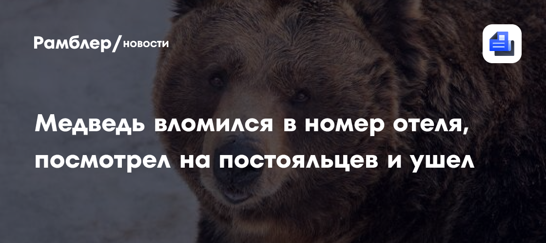 Медведь вломился в номер отеля, посмотрел на постояльцев и ушел