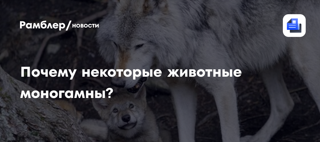 Почему некоторые животные моногамны?