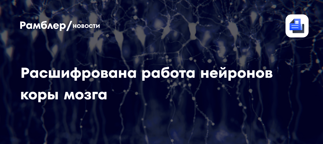 Каждый нейрон коры мозга — не логический элемент, а сложный микрокомпьютер, доказали ученые