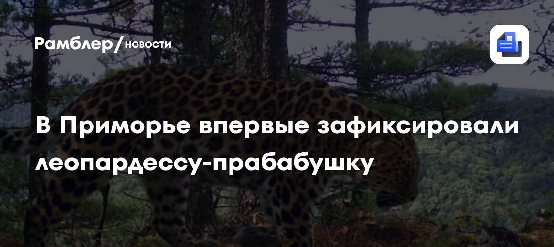 В Приморье впервые обнаружили леопарда-прабабушку