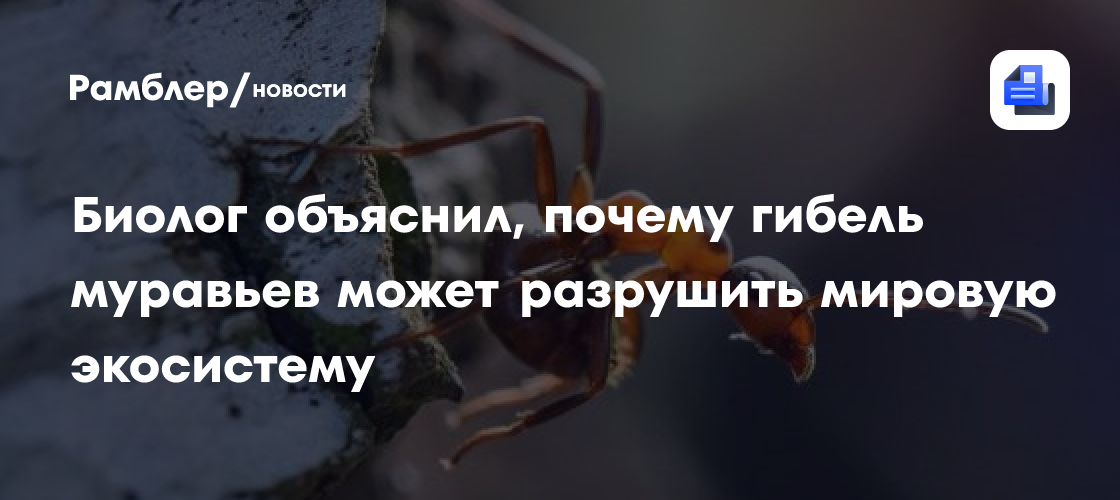 Биолог объяснил, почему гибель муравьев может разрушить мировую экосистему