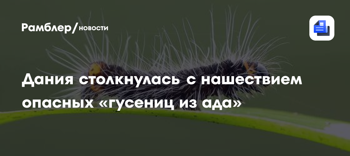 Вызывают сильную аллергию: Дания столкнулась с нашествием опасных «гусениц из ада»